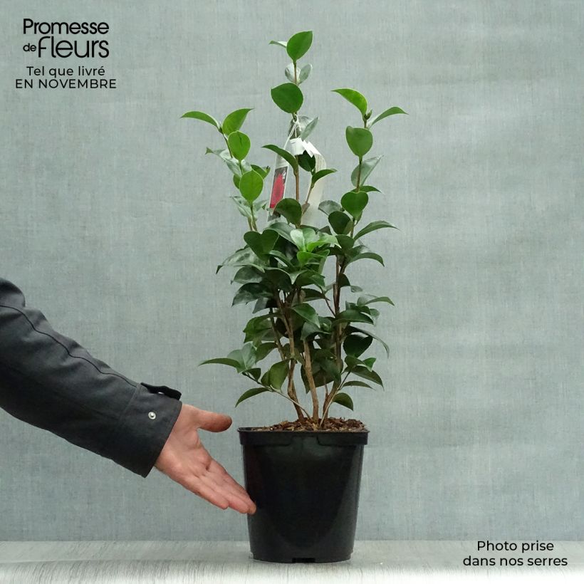 Spécimen de Camélia Roger Hall - Camellia japonica Pot de 3L/4L tel que livré en automne