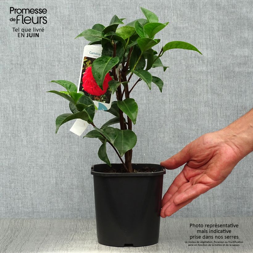 Spécimen de Camélia Roger Hall - Camellia japonica Pot de 3L/4L tel que livré en été