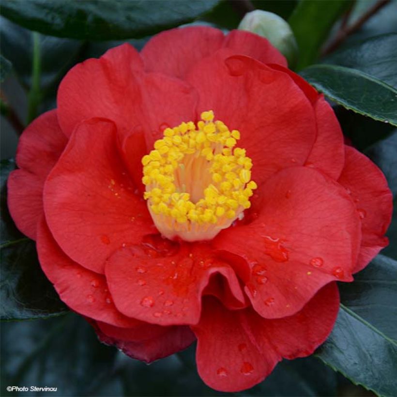 Camélia San dimas - Camellia japonica (Floraison)