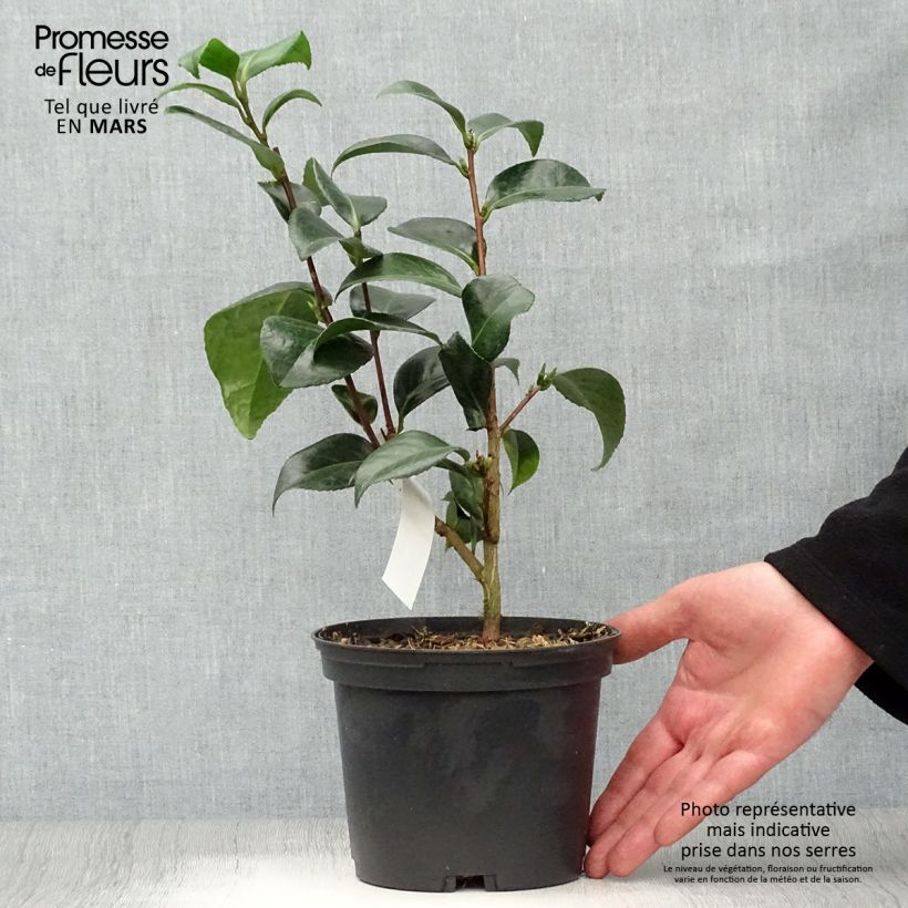 Spécimen de Camélia San dimas - Camellia japonica Pot de 2L/3L tel que livré au printemps