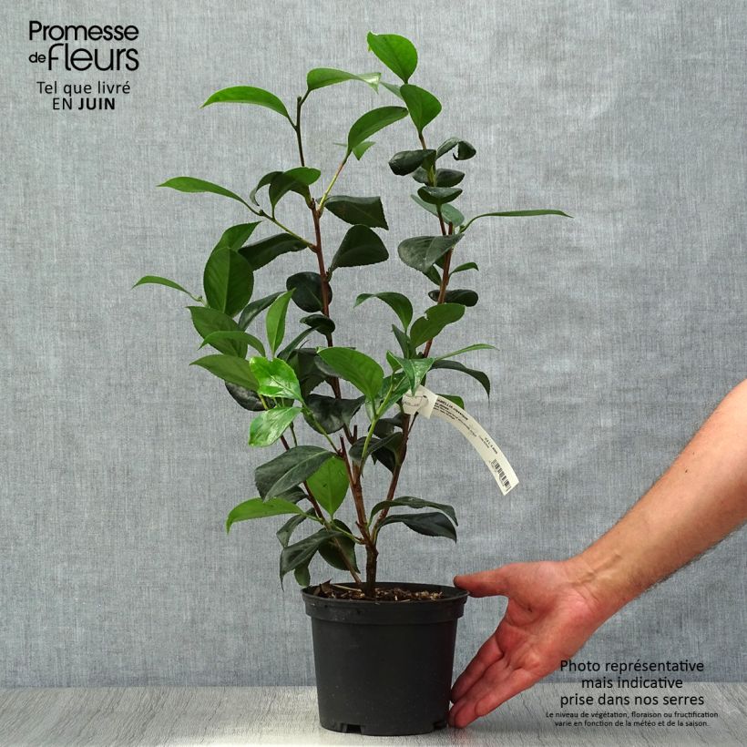 Spécimen de Camélia San dimas - Camellia japonica Pot de 2L/3L tel que livré en été