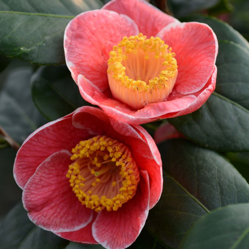 Camelia Sanpei Tsubaki - Camellia japonica (Floraison)