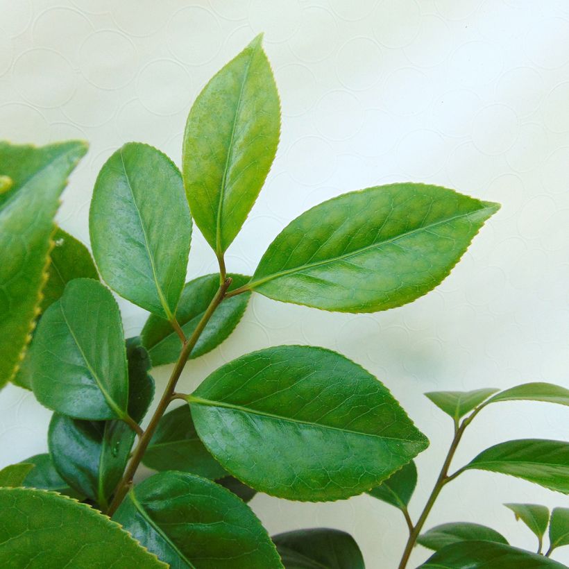 Camelia Sanpei Tsubaki - Camellia japonica (Feuillage)