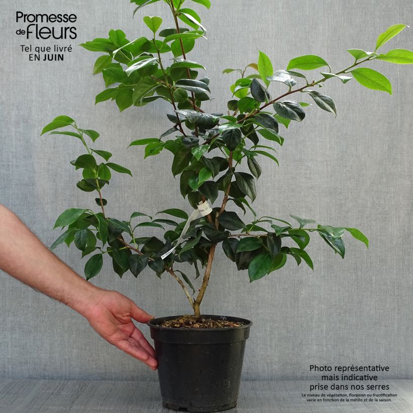 Spécimen de Camelia Sanpei Tsubaki - Camellia japonica Pot de 4L/5L tel que livré en été