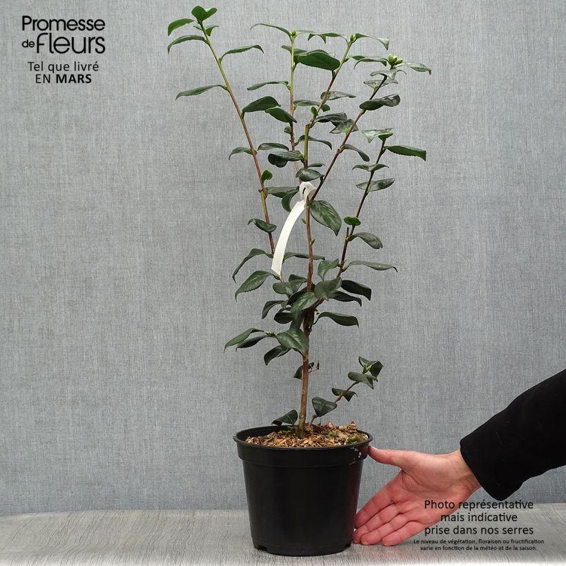 Spécimen de Camelia Sanpei Tsubaki - Camellia japonica Pot de 4L/5L tel que livré au printemps