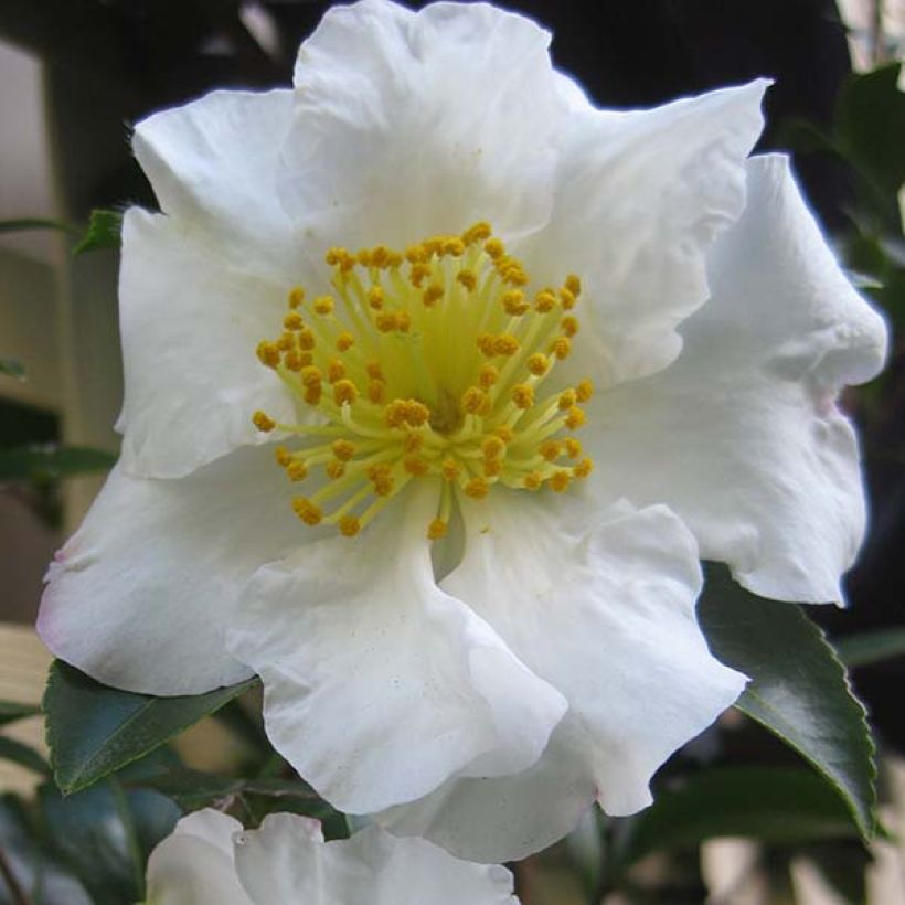 Camélia d'automne - Camellia sasanqua Setsugekka (Floraison)