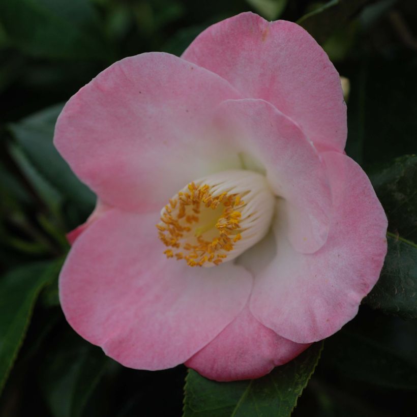 Camélia Sunny Side - Camellia japonica (Floraison)