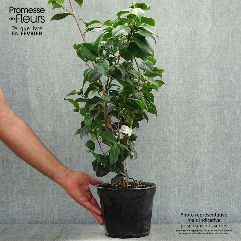 Spécimen de Camélia Sunny Side - Camellia japonica Pot de 4L/5L tel que livré en automne