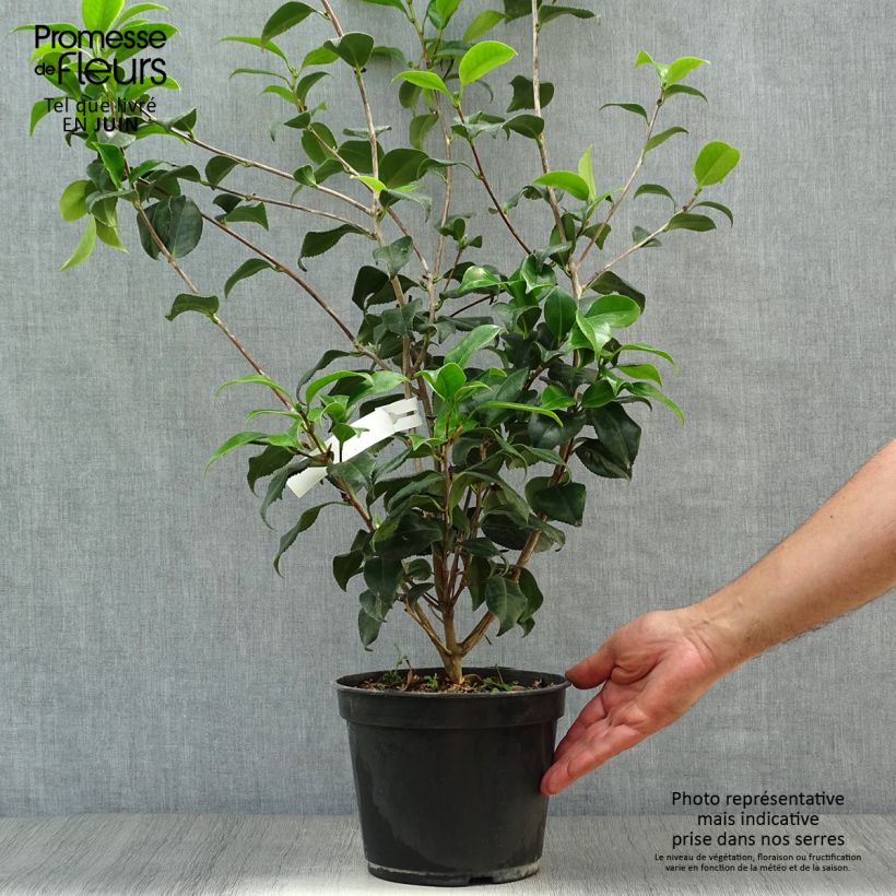 Spécimen de Camélia Sunny Side - Camellia japonica Pot de 4L/5L tel que livré en été