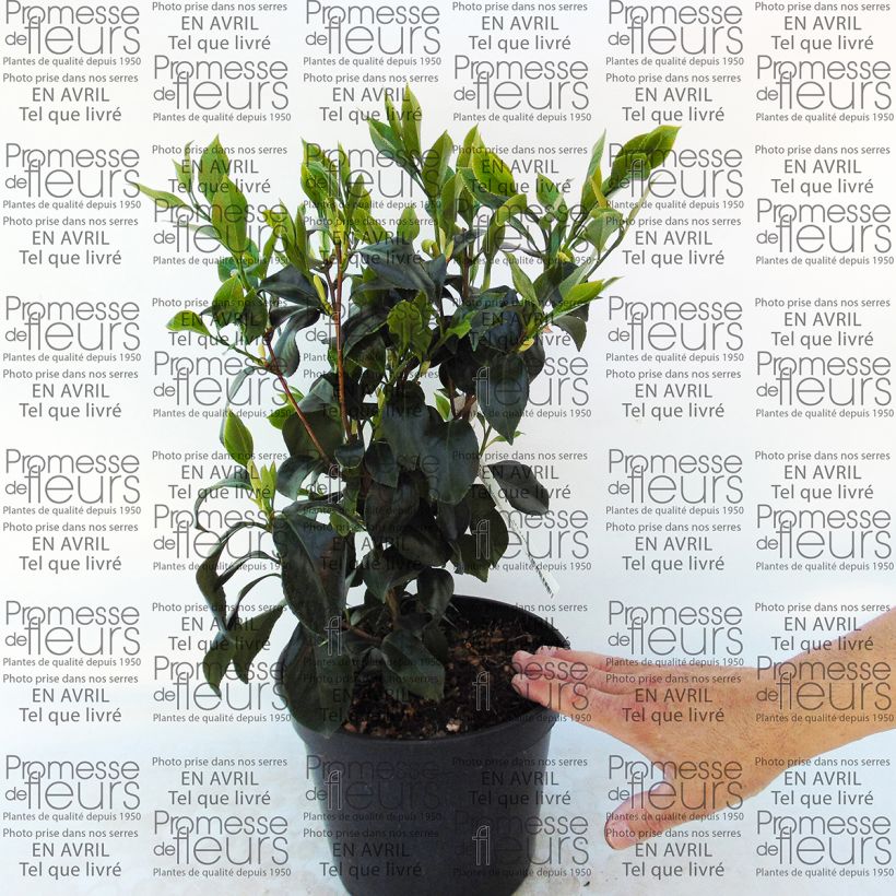 Exemple de spécimen de Camélia classique - Camellia japonica Sweet Olive Pot de 4L/5LHauteur livrée env. 30/40cm tel que livré