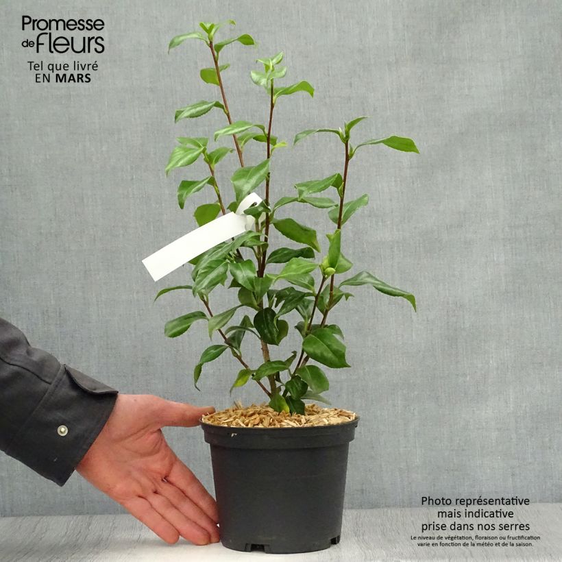 Spécimen de Camélia classique - Camellia japonica Sweet Olive Pot de 2L/3LHauteur livrée env. 30/40cm tel que livré au printemps
