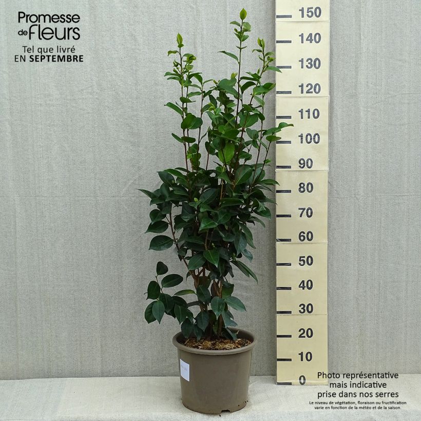 Spécimen de Camélia Traverso - Camellia japonica  Pot de 12L/15L tel que livré en été