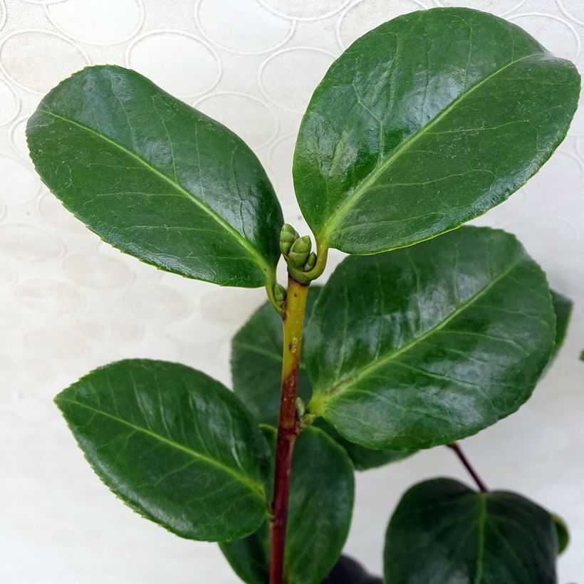 Camélia Valtevareda - Camellia japonica (Feuillage)
