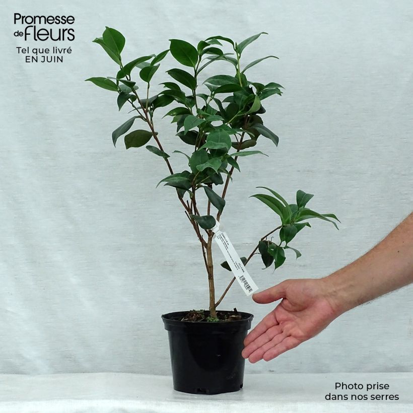 Spécimen de Camélia Virginia Robinson - Camellia japonica Pot de 2L/3L tel que livré en été