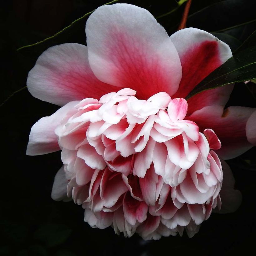 Camélia Volunteer - Camellia japonica (Floraison)