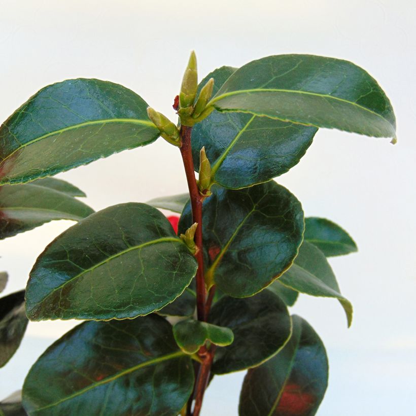 Camélia Volunteer - Camellia japonica (Feuillage)