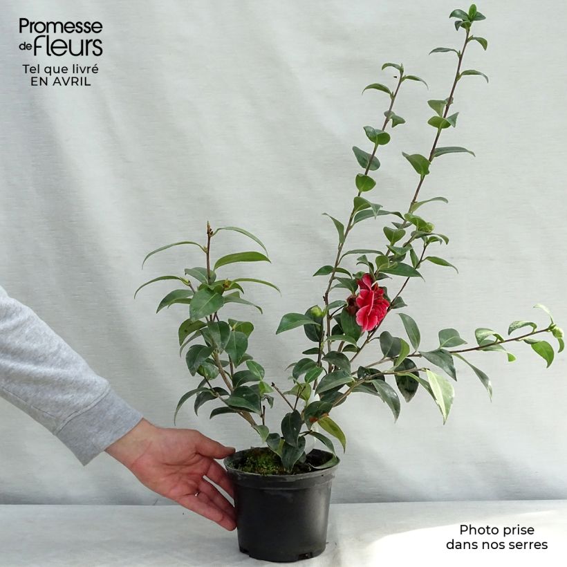 Spécimen de Camélia Volunteer - Camellia japonica tel que livré au printemps