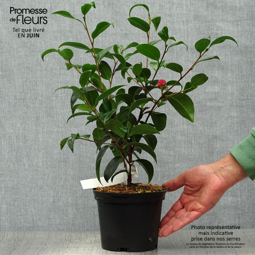 Spécimen de Camélia Volunteer - Camellia japonica Pot de 2L/3L tel que livré en été