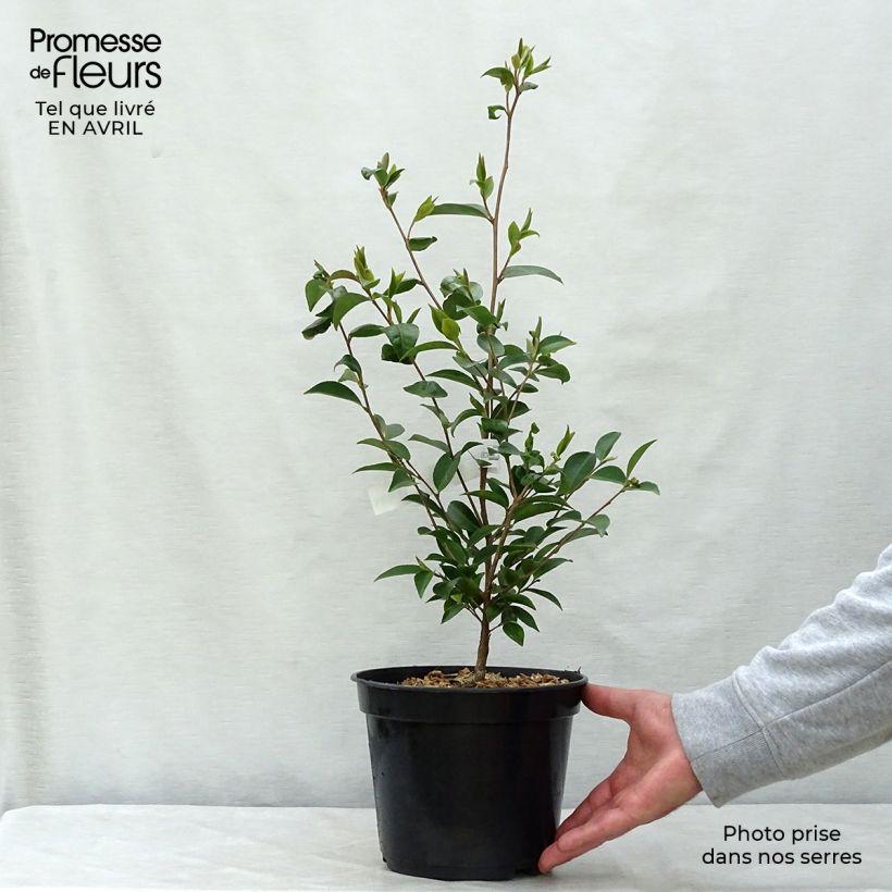 Spécimen de Camélia champêtre - Camellia Cinnamon Cindy Pot de 3L/4L tel que livré au printemps