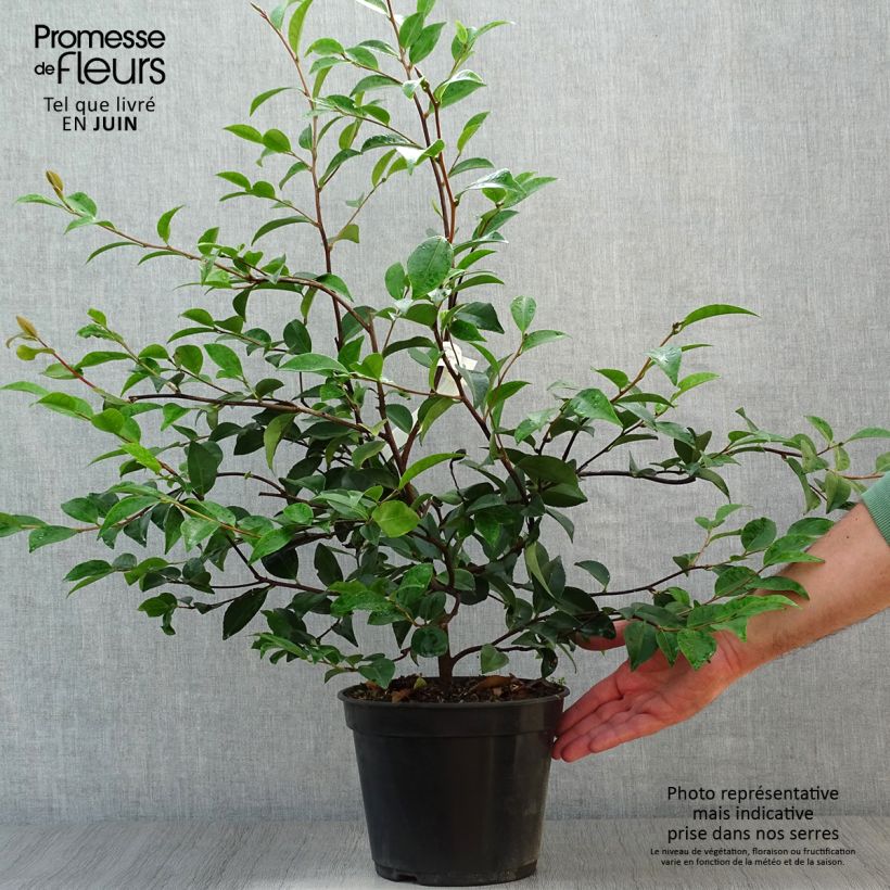 Spécimen de Camélia champêtre - Camellia Cinnamon Cindy Pot de 3L/4L tel que livré en été