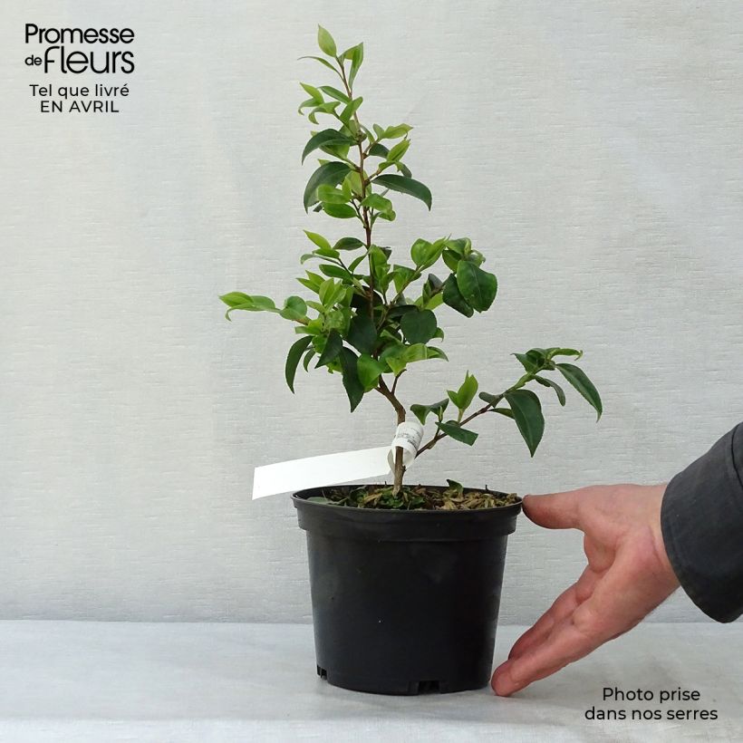 Spécimen de Camélia champêtre - Camellia Cinnamon Scentsation en pot de 1.5L/2L tel que livré au printemps