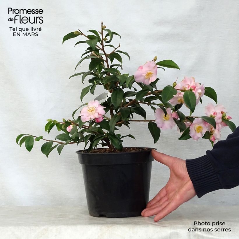 Spécimen de Camélia champêtre - Camellia Cinnamon Scentsation en pot de 3L tel que livré au printemps