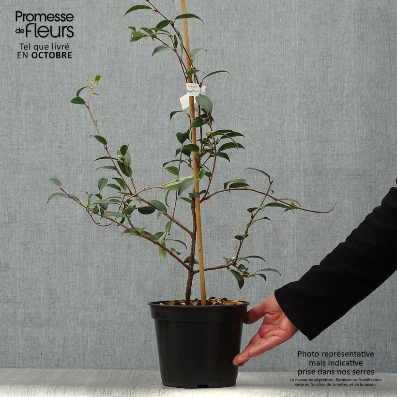 Spécimen de Camélia champêtre - Camellia Fairy Wand Pot de 3L/4L tel que livré en automne