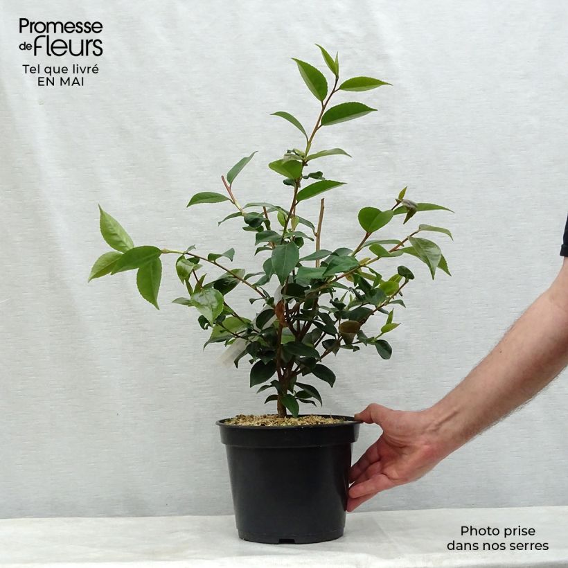 Spécimen de Camélia champêtre - Camellia High Fragrance Pot de 3L/4L tel que livré au printemps