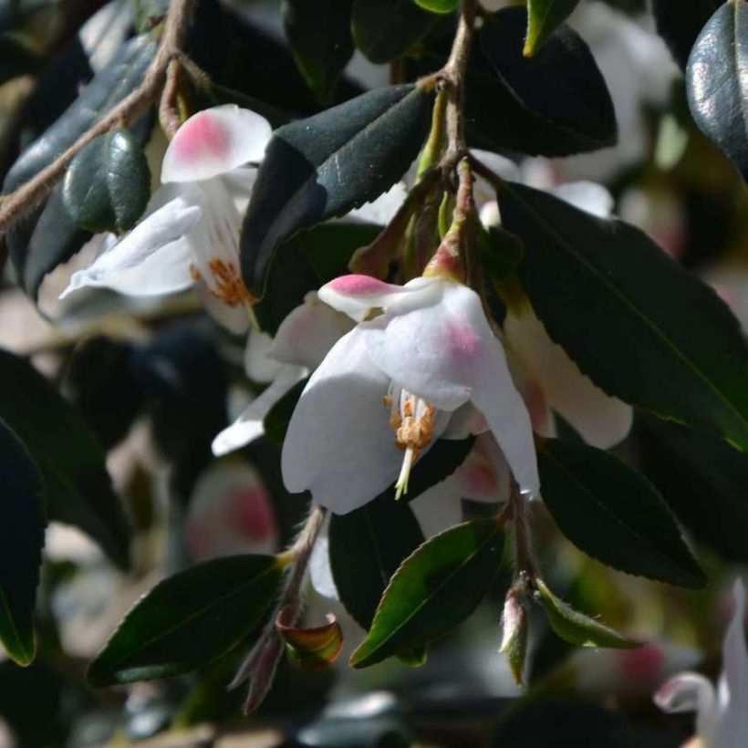 Camélia champêtre Cupido  (Floraison)