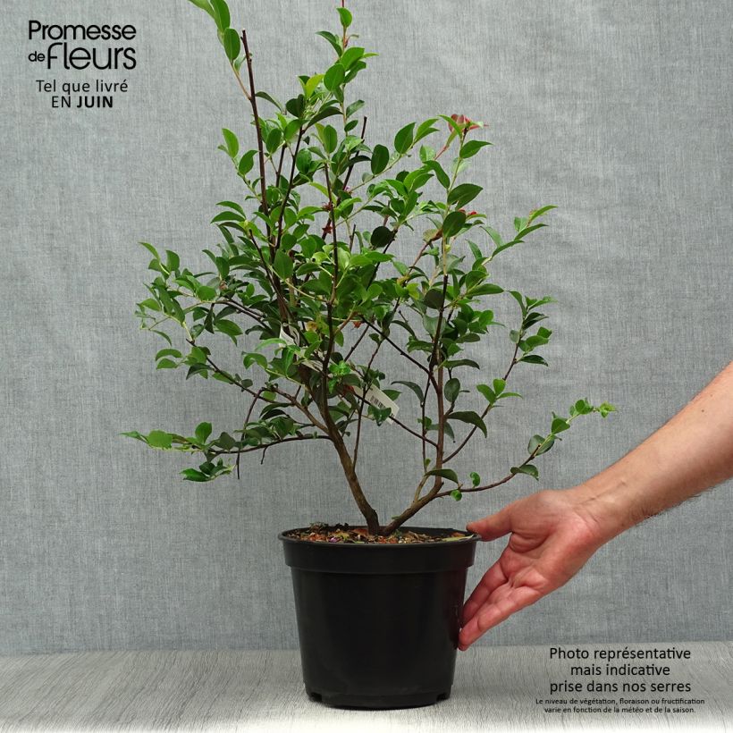 Spécimen de Camélia champêtre Fairy blush  Pot de 3L/4L tel que livré en été