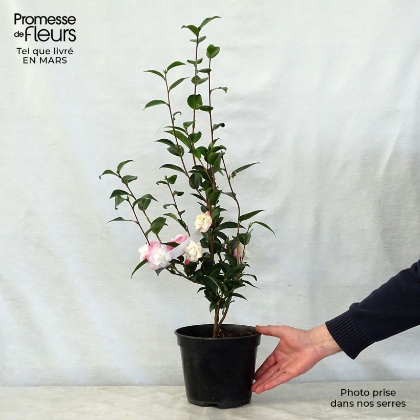 Spécimen de Camélia champêtre Sweet Jane Pot de 4L/5L tel que livré au printemps