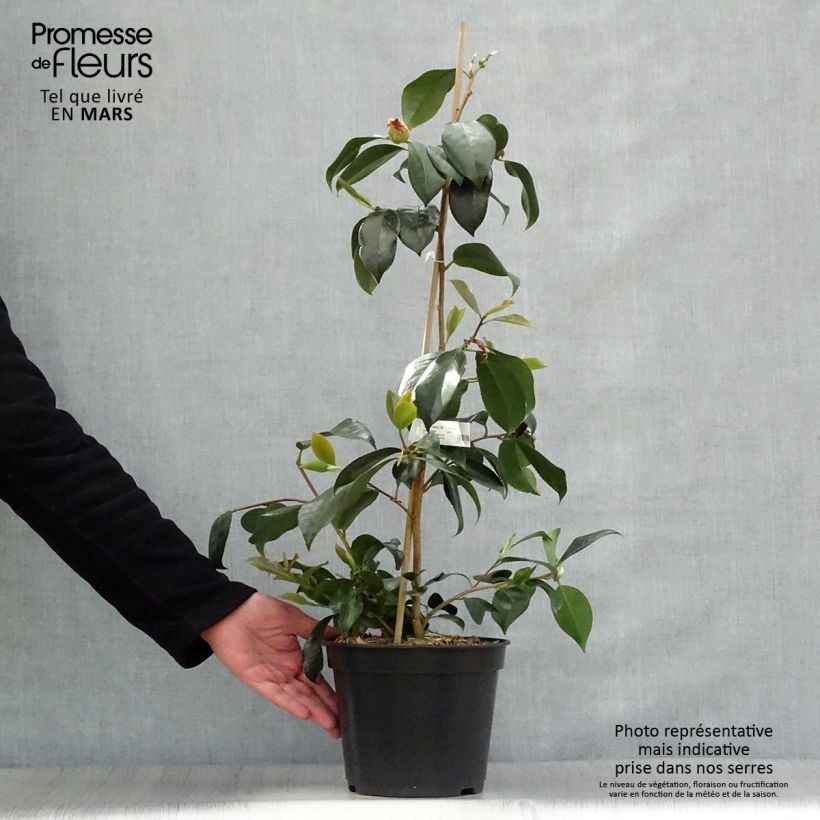 Spécimen de Camélia chandleri Elegans - Camellia japonica Pot de 4L/5L tel que livré au printemps