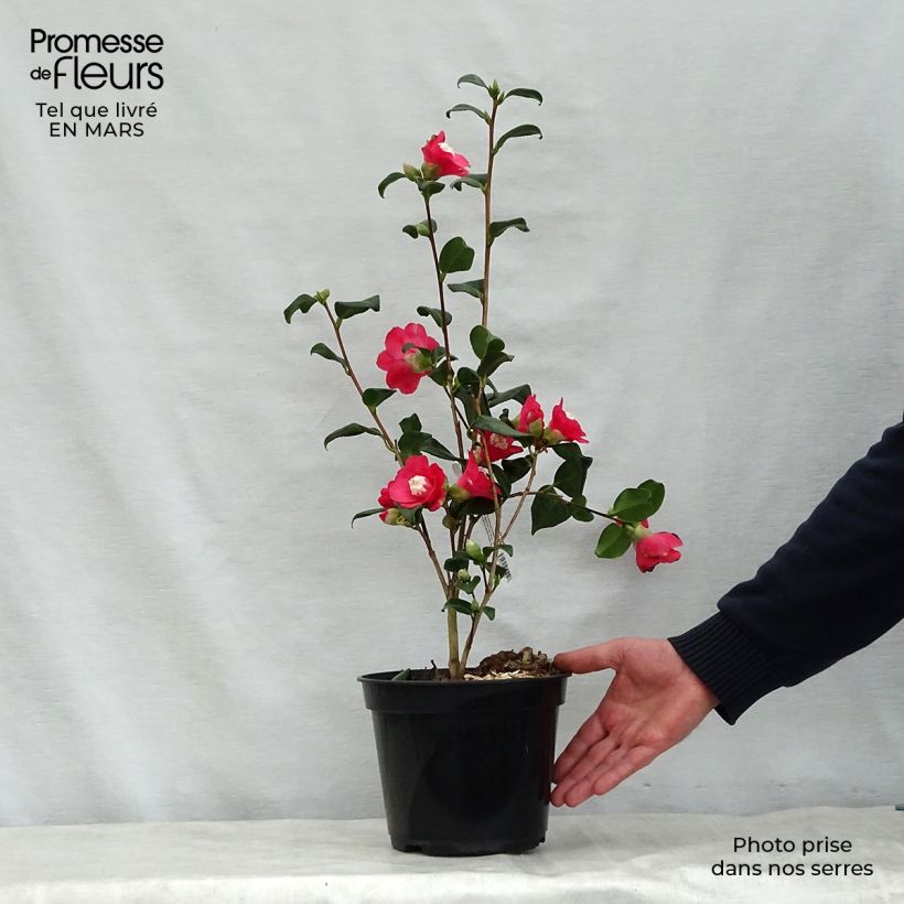 Spécimen de Camélia classique - Camélia Marshmallow Pot de 4L/5L tel que livré au printemps