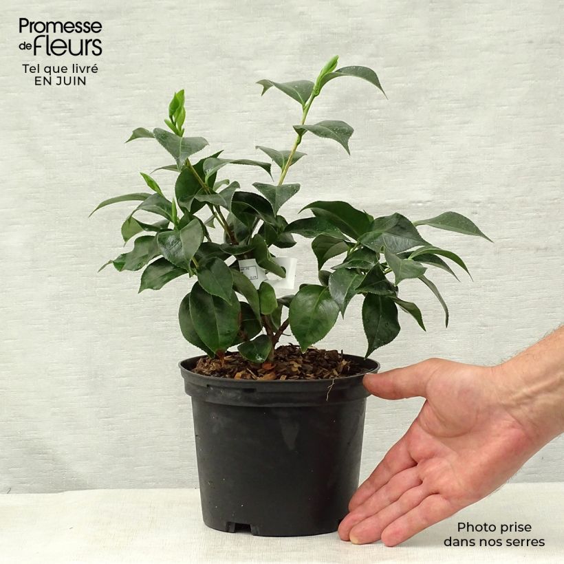 Spécimen de Camélia classique - Camellia Botanyuki Pot de 2L/3L tel que livré en été