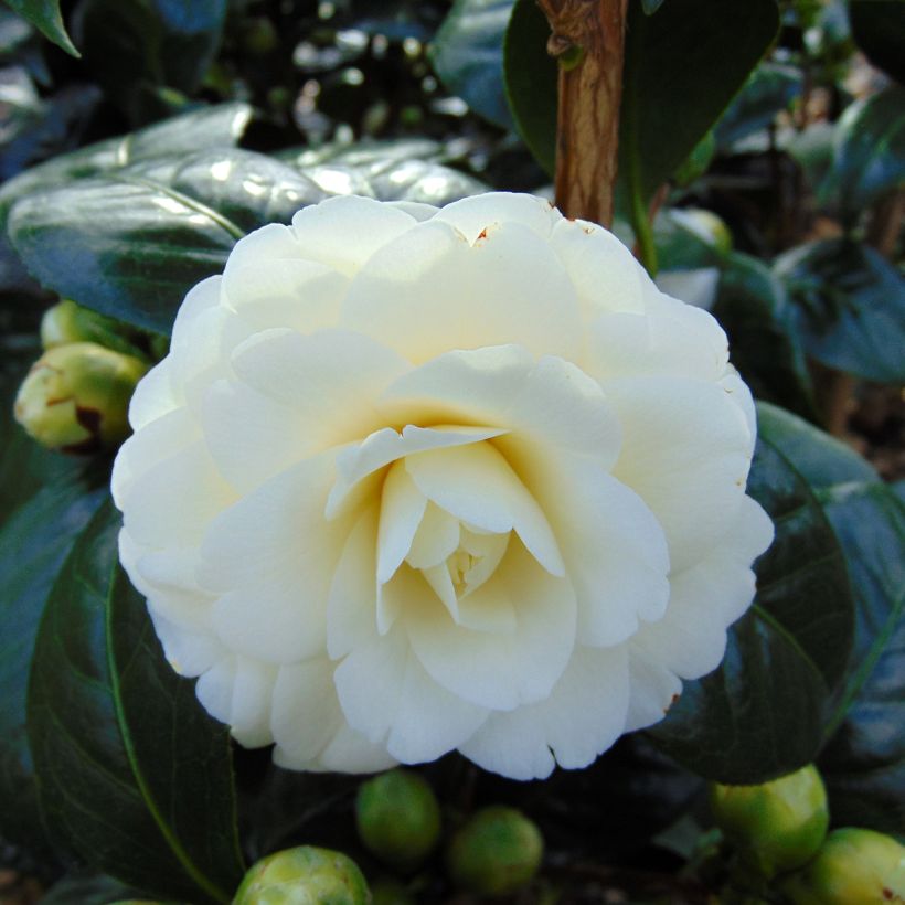 Camélia classique - Camellia Dahlonega (Floraison)
