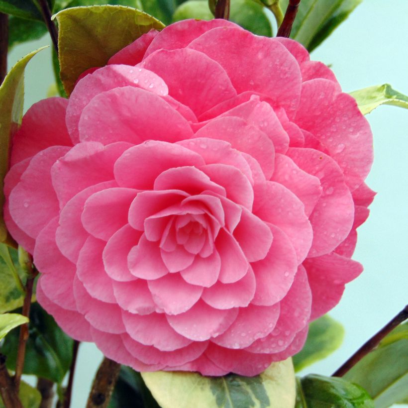 Camélia classique - Camellia Kerguelen (Floraison)