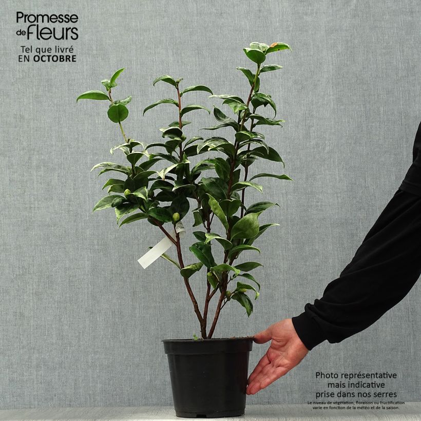Spécimen de Camélia classique - Camellia Kerguelen Pot de 4L/5L tel que livré en automne