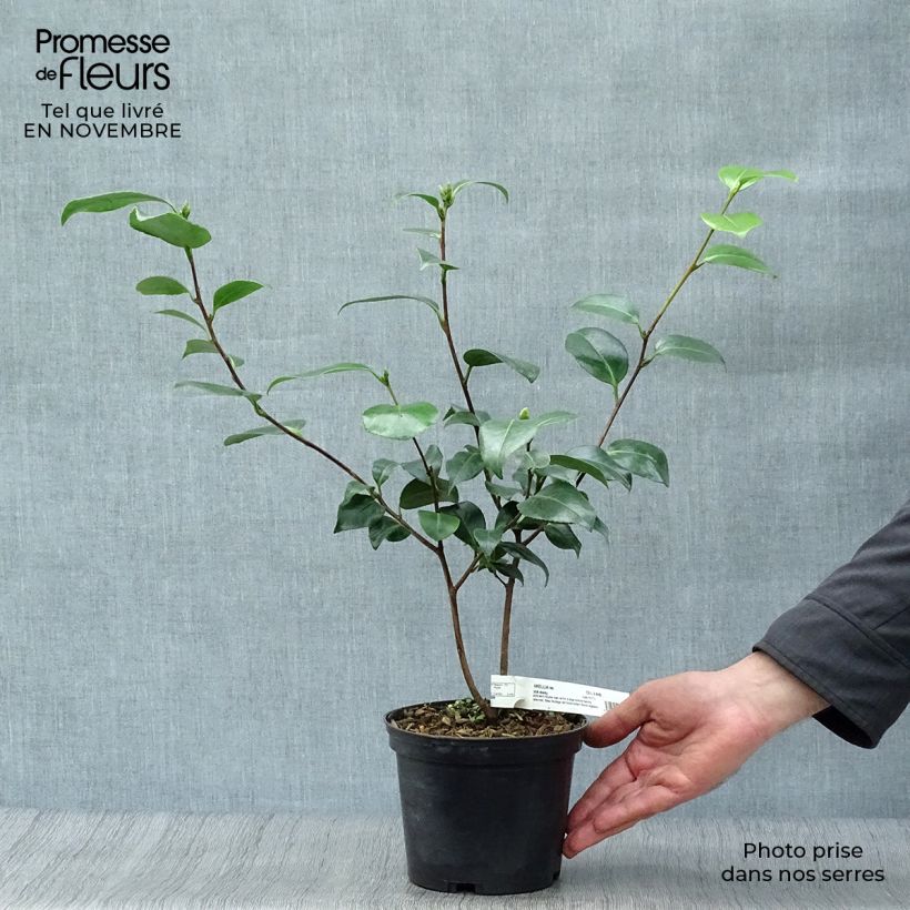 Spécimen de Camélia classique - Camellia Look Away Pot de 2L/3L tel que livré en automne