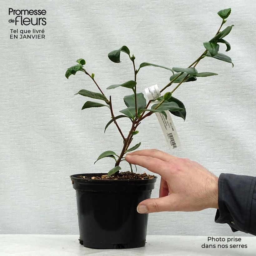 Spécimen de Camélia classique - Camellia Look Away tel que livré en hiver