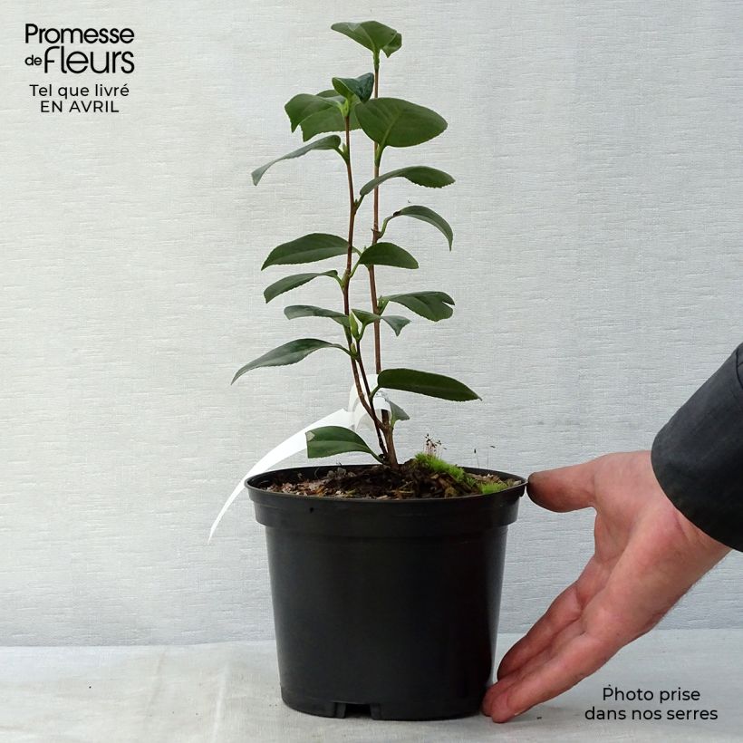 Spécimen de Camélia classique - Camellia Look Away Pot de 2L/3L tel que livré au printemps