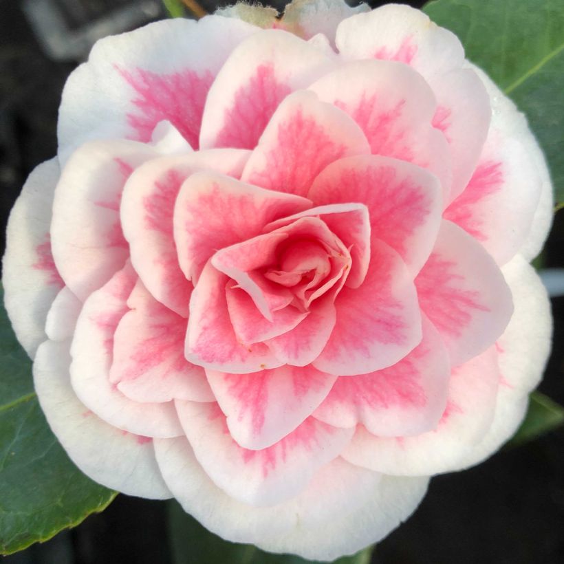 Camélia classique - Camellia Look Away (Floraison)