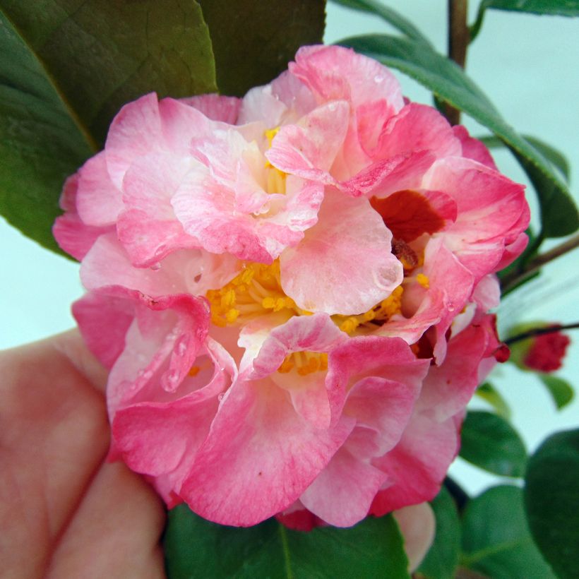 Camélia classique - Camellia Nuccio's Jewel (Floraison)