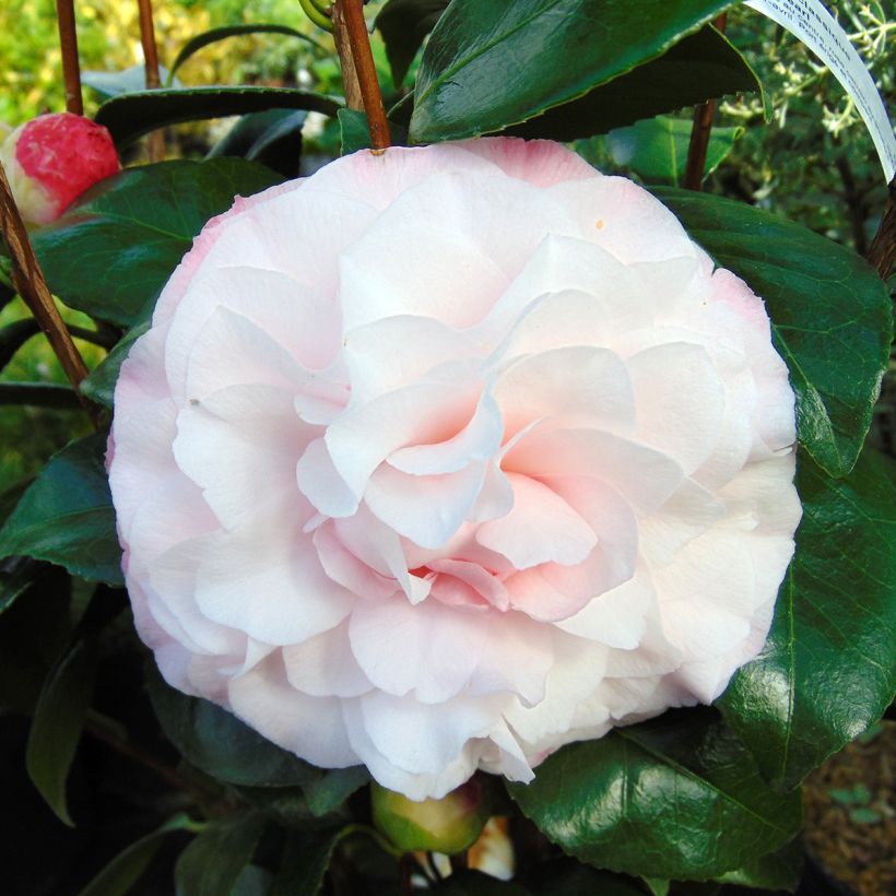Camélia classique - Camellia Nuccio s Pearl (Floraison)