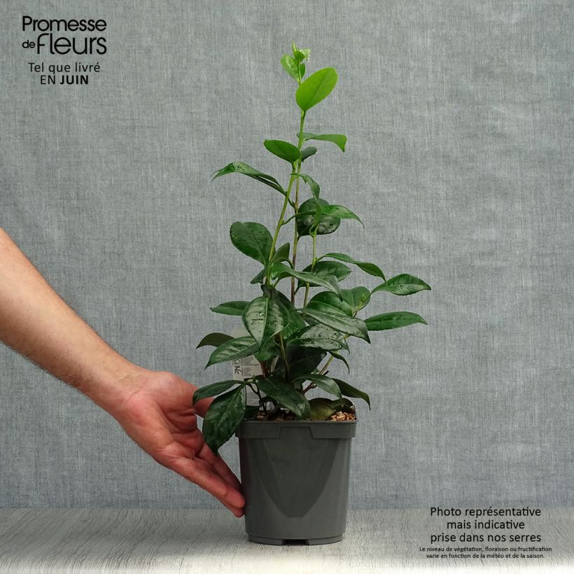 Spécimen de Camélia classique - Camellia Nuccio s Pearl Pot de 2L/3L tel que livré en été