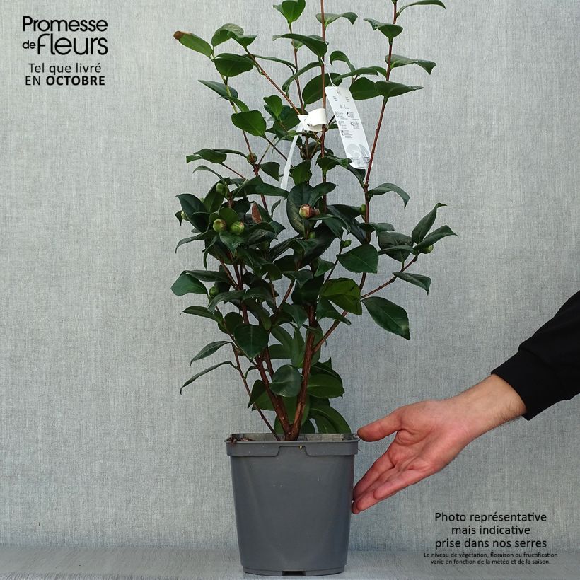 Spécimen de Camélia classique - Camellia Nuccio's Jewel Pot de 3L/4L tel que livré en automne