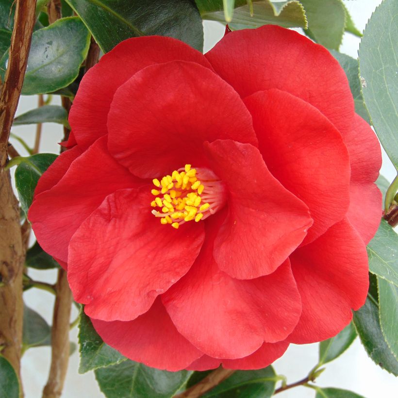 Camélia classique - Camellia Royal Velvet (Floraison)