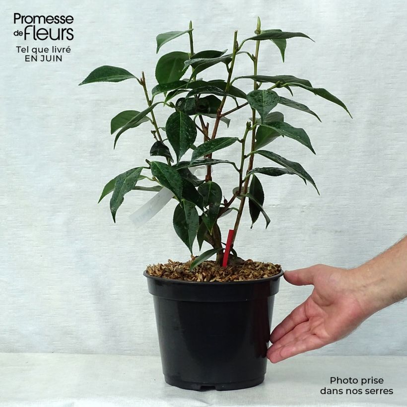 Spécimen de Camélia classique - Camellia Royal Velvet Pot de 4L/5L tel que livré en été