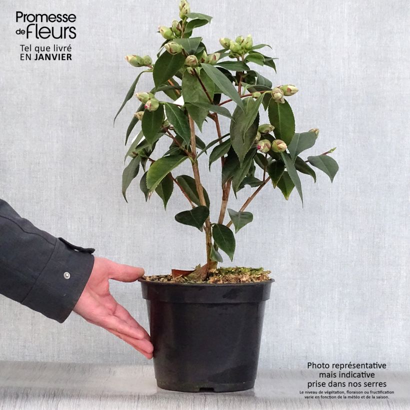 Spécimen de Camélia classique - Camellia Royal Velvet tel que livré en hiver
