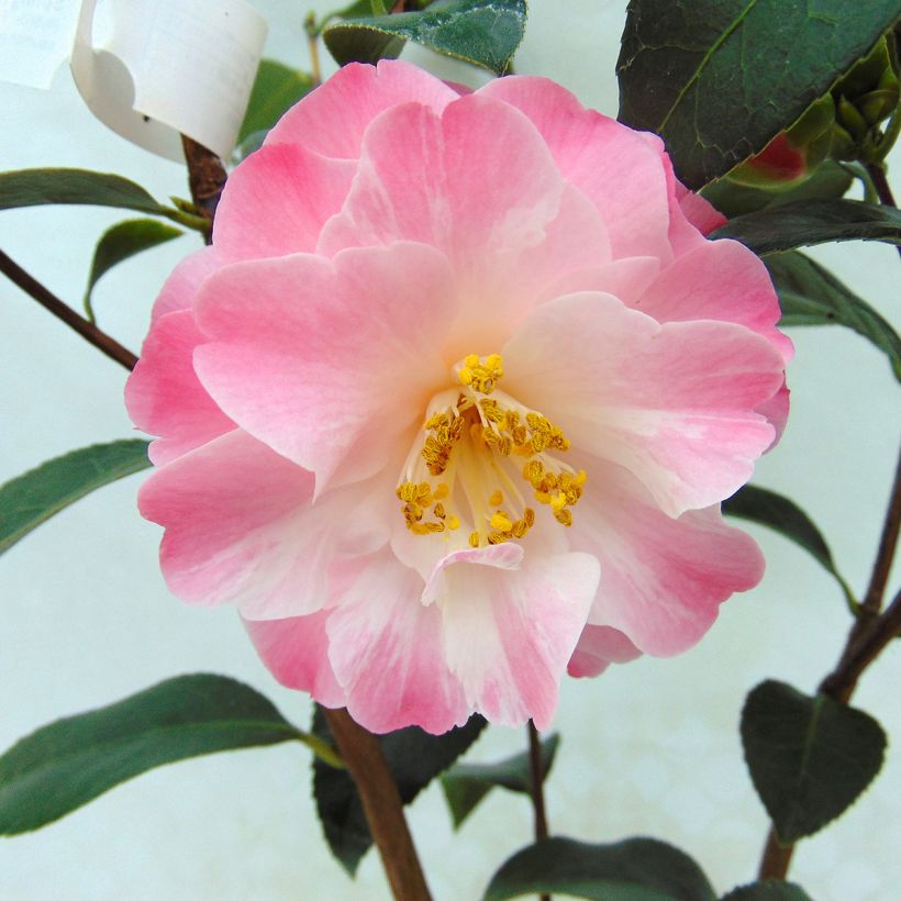 Camélia classique - Camellia Spring Daze (Floraison)