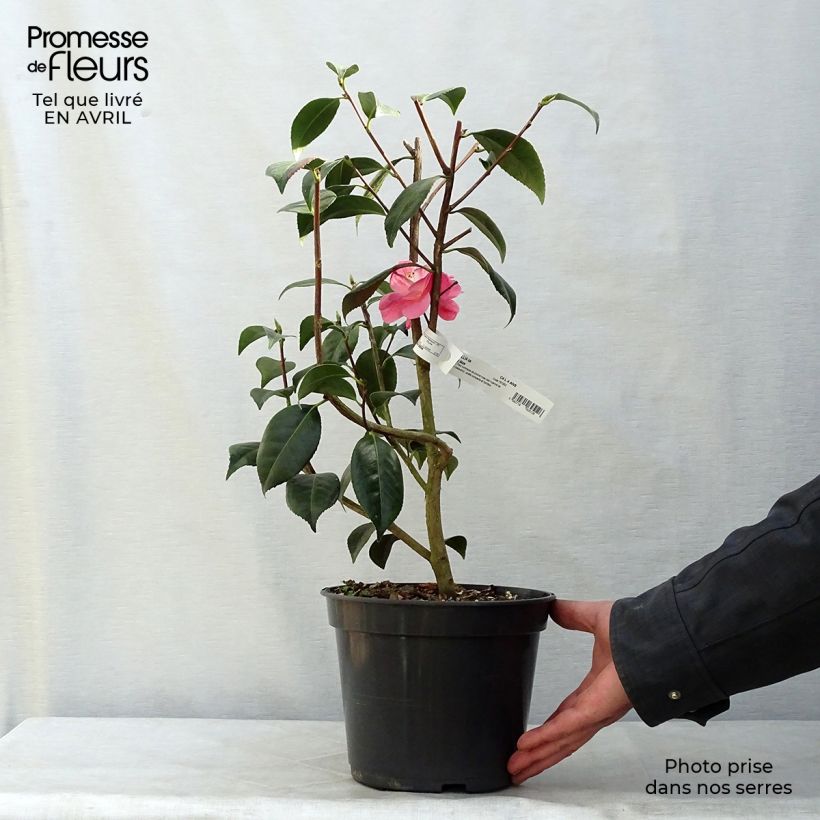 Spécimen de Camélia classique - Camellia Spring Daze tel que livré au printemps
